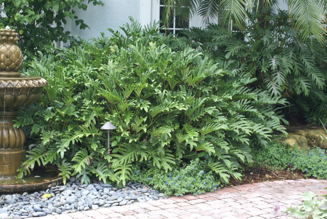 In The Garden Xanadu philodendron is a versatile plant News, Sports
